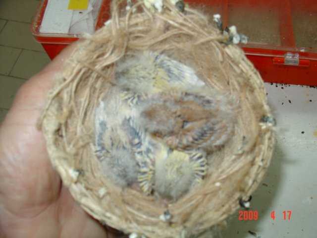 [FOTO+CANARIOS+COM+10+DIAS+078.jpg]