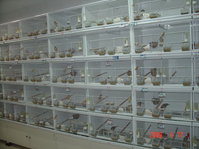 [FOTO+CANARIOS+COM+10+DIAS+085.jpg]