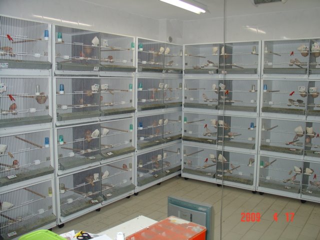 [FOTO+CANARIOS+COM+10+DIAS+088.jpg]