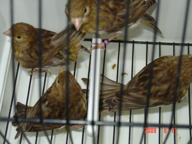 [DSC05685.JPG]