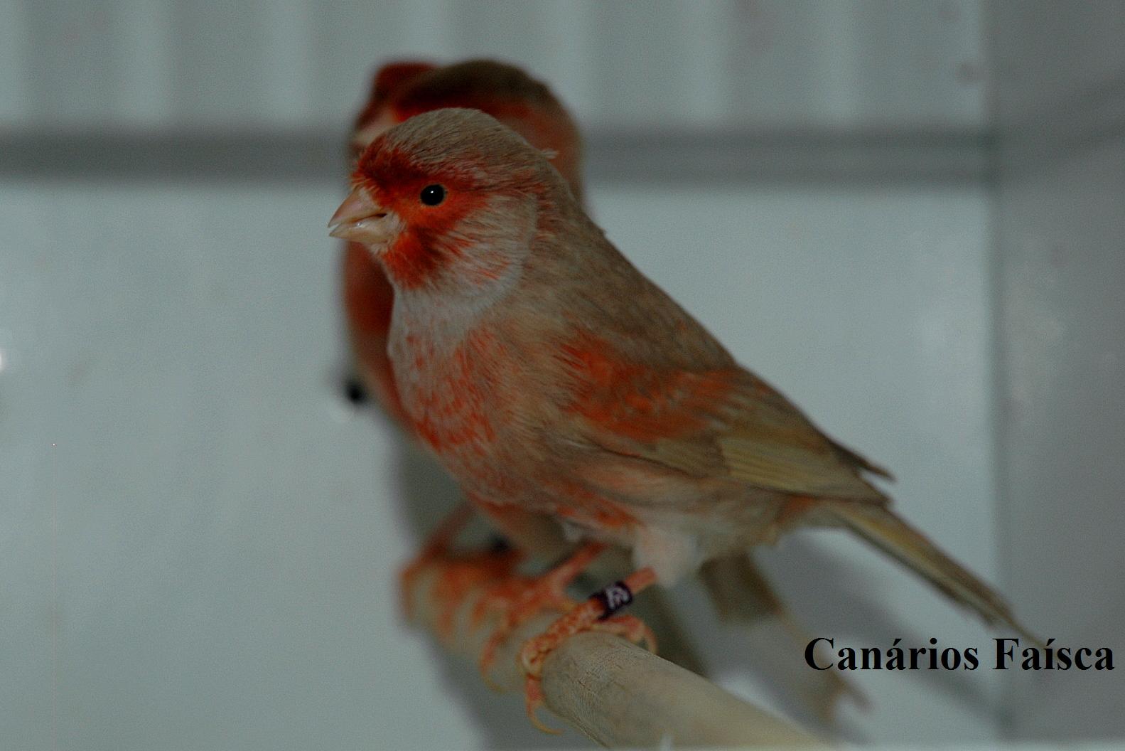 [DSC_3473_1pastel2.JPG]