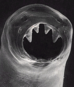 Male Hookworm
