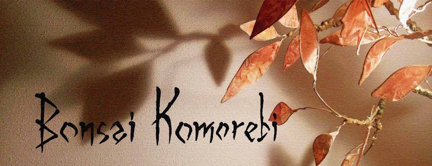 Bonsai Komorebi