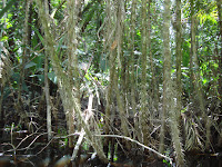 Amazon Basin Flora And Fauna | RM. Amazon Basin Flora And Fauna | RM.