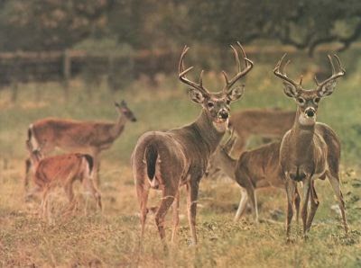 Deer Repellent: Do not Feed Those Wild Deer