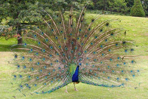 [peacock3b.jpg]