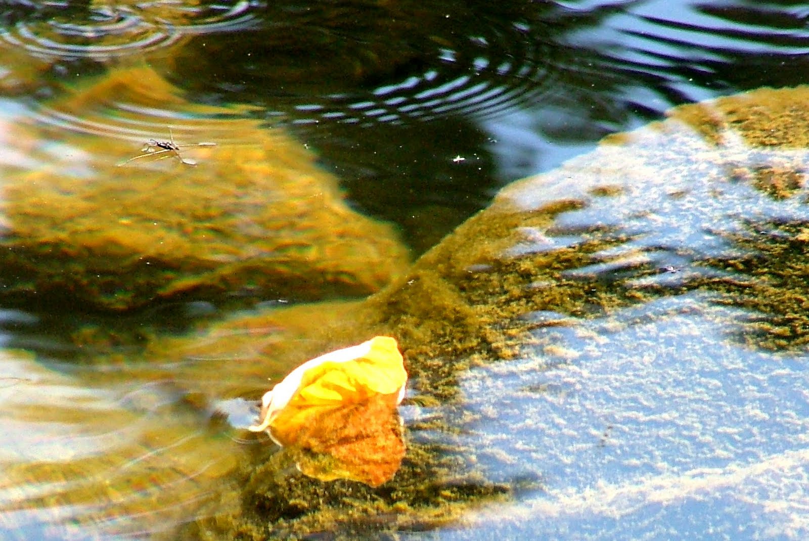 leaf river 157 buck creek road new augusta, ms 39462 united states perry county latitude: 3123578 longitude: -8903694 edits log in to edit this entry suggest a. leaf river 157 buck creek road new augusta, ms 39462 united states perry county latitude: 3123578 longitude: -8903694 edits log in to edit this entry suggest a.