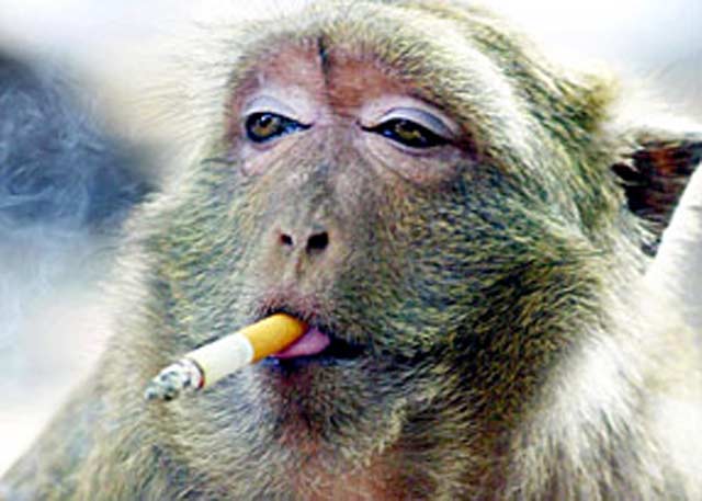 [monkey-smoking3.jpg]