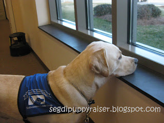 Rocky at the library. He is standing up resting his head on a window sill looking out the window. He is wearing his blue puppy coat. In the background are more windows, brown carpet and a light tan wall.