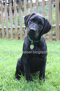 Dakota sitting in the yard with his head tilted. He is wearing a green collar which as a round SEGD tag on it. In the background is a fence.