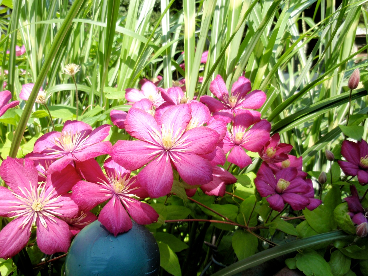 Sharing Nature's Garden Favorite Flowers From Buffalo