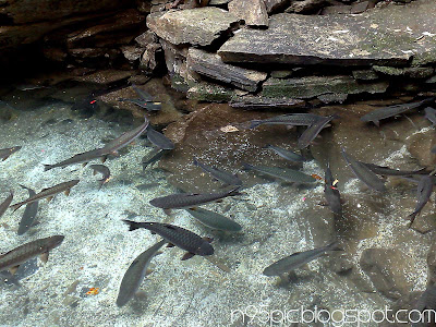 fishes pictures,fishes enjoying swimming,natural pond,beauty on pond,fish picture taken by n95,picture taken by mobile