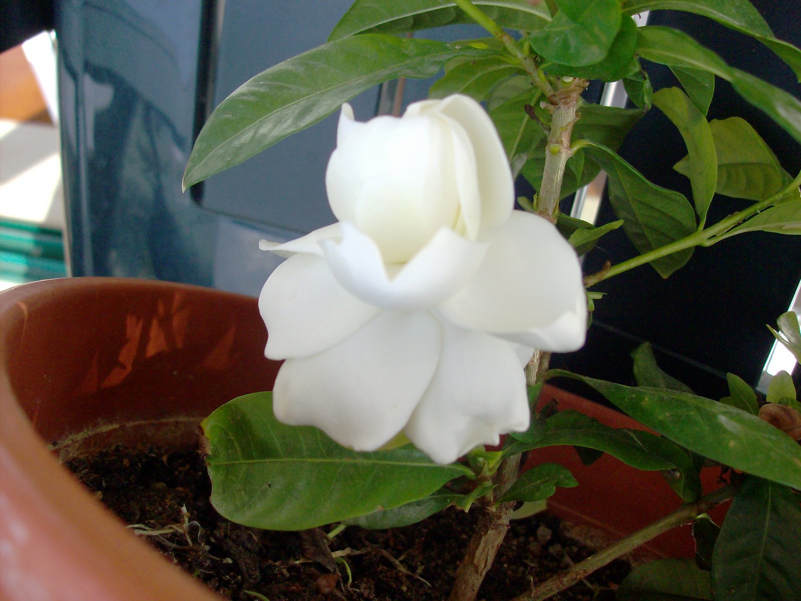 [gardenia2.JPG]