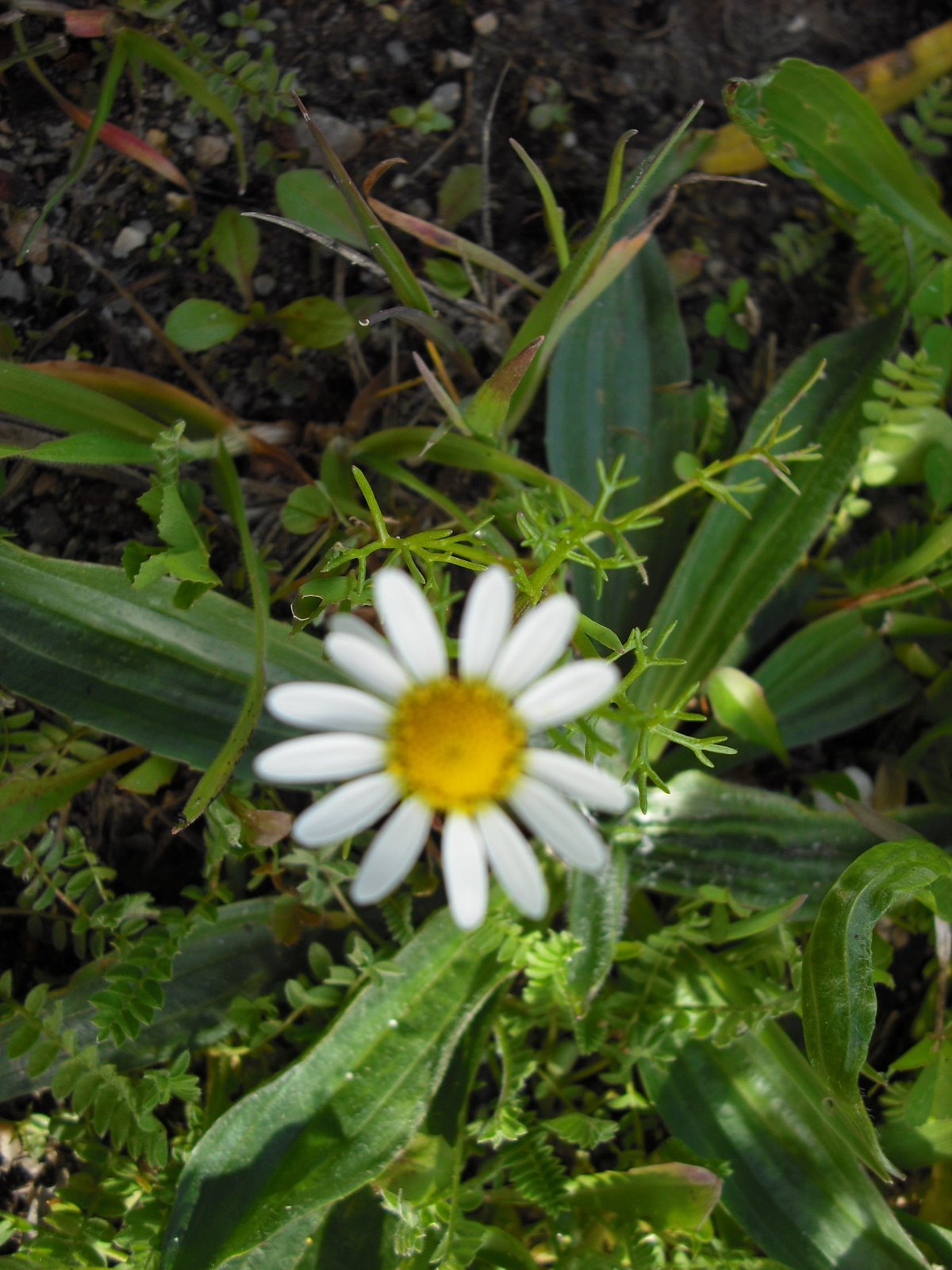 [DSCF0177.JPG]