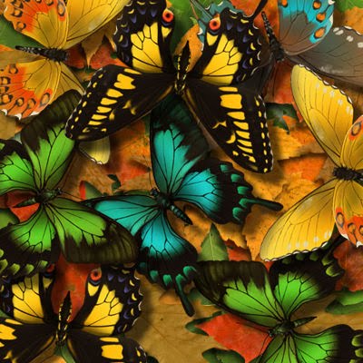 [Butterflies_by_silvertyger.jpg]