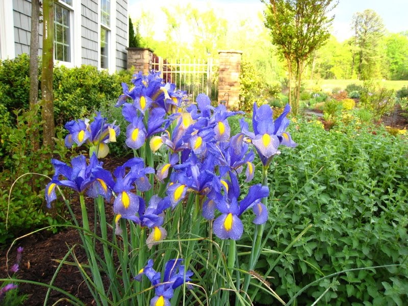 Defining Your Home, Garden and Travel Favorite Flower Bulb Dutch Iris