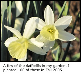 Magic Carpet Spirea Magic Carpet Spirea Spirea Plant Plants