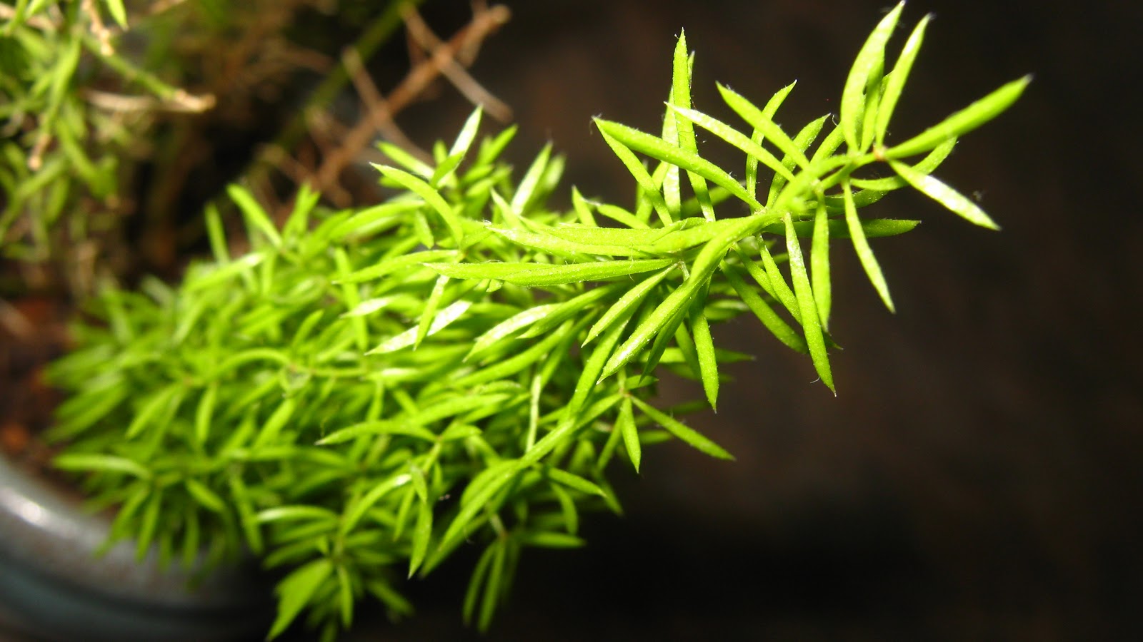 LIVING THE GARDENING LIFE Asparagus Fern Macro Monday