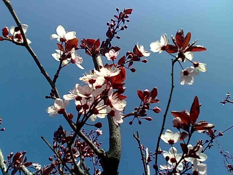 [cerezo14marzo.BMP]