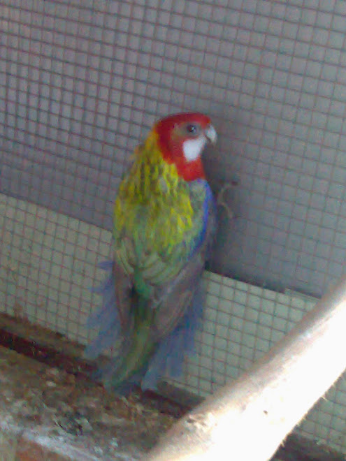 rosela pastel verde