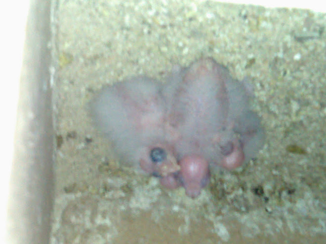 ninhada de caturras face branca (4 filhotes e 3 são albinos)