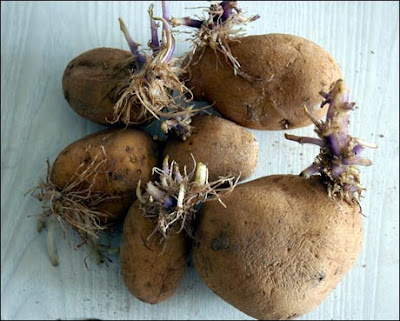 Çimlenmiş patates, zehirliyebilir