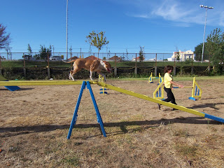 43º Troféu de Agility
