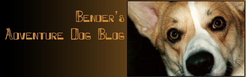 Bender's Adventure Dog Blog