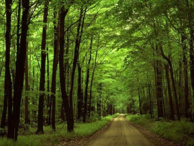 El bosque... El camino...