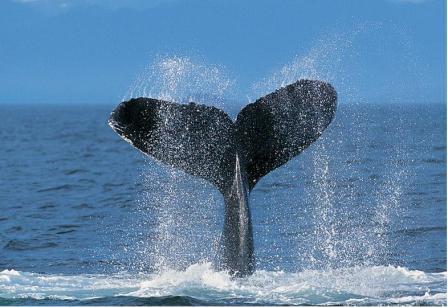 [Whale+tail+slapping.jpg]