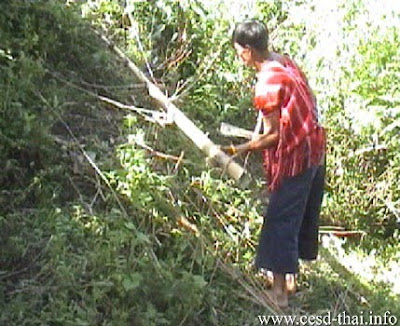 การตัดต้นไผ่ปวาเกอญอ