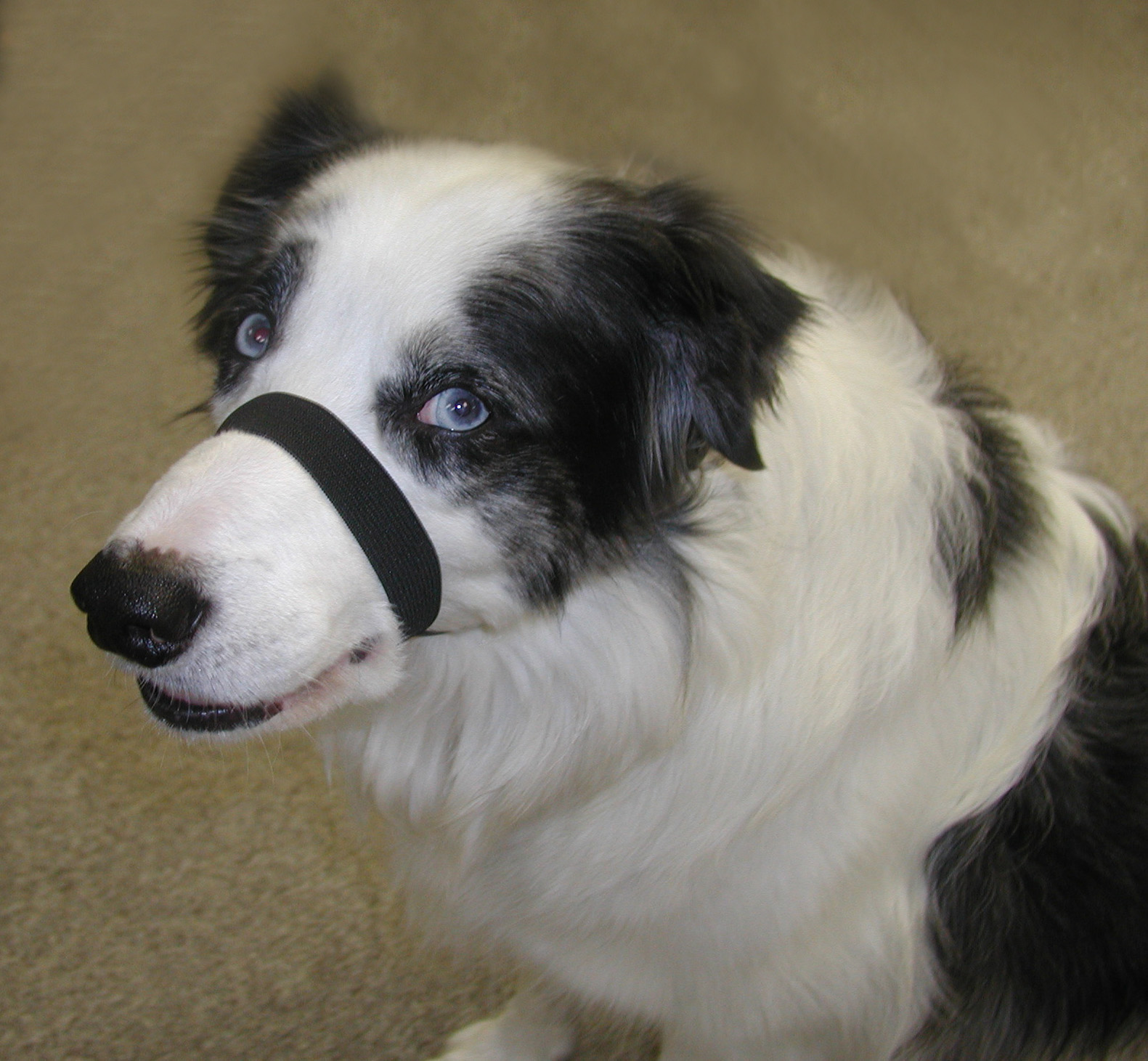 Anxiety Wrap says... Face Wrap It Can Work For Your Pet