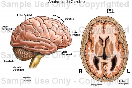 Bronstein - RM, Já imaginou um exame que pode detalhar todos os tecidos do  corpo em imagem, detectar cânceres, mapear a atividade cerebral e, ao  contrário do raio-X, não