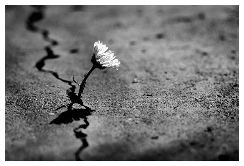 [flower.jpg]