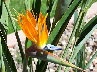 Bird of Paradise, strelitzia reginae