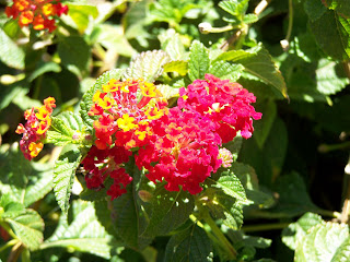 Red Lantana