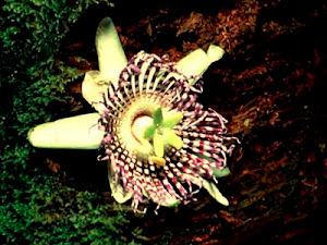 Flora Gunung Gede-Pangrango