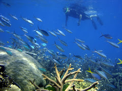 Diving in Bali