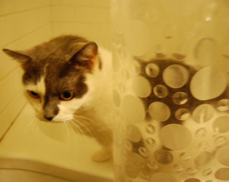 [cat+in+shower1.JPG]