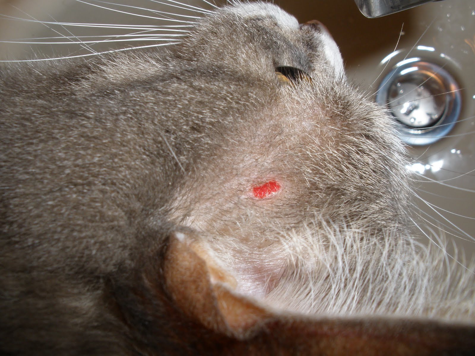 bearded-dragon-administer-oral-medication.jpg