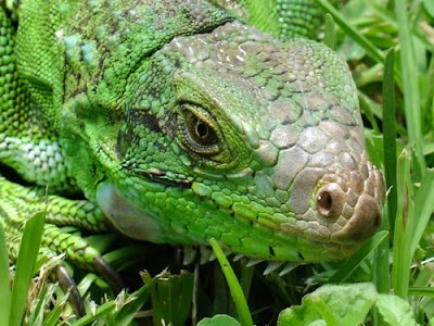 Iguanas Igu_05