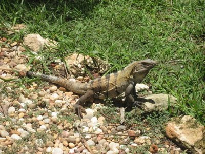 Iguanas Igu_03