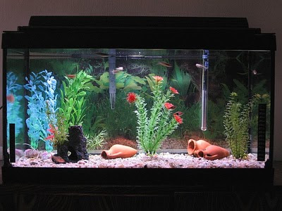 El acuario durante las vacaciones Vac_00