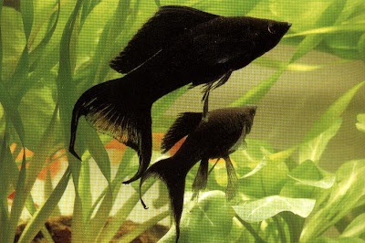 Mollienesia Sphenops Moll_00