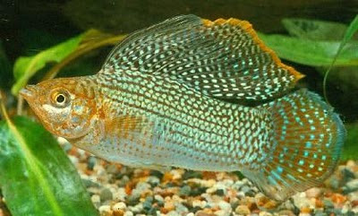 Mollienesia Sphenops Moll_03