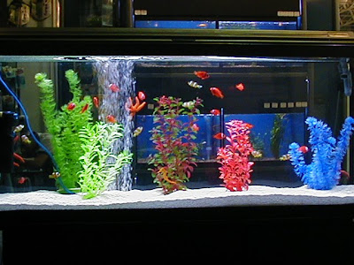 Acuario de agua salada Sac_01