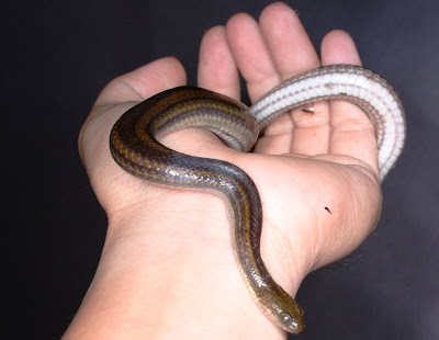 Rainbow Water Babies
