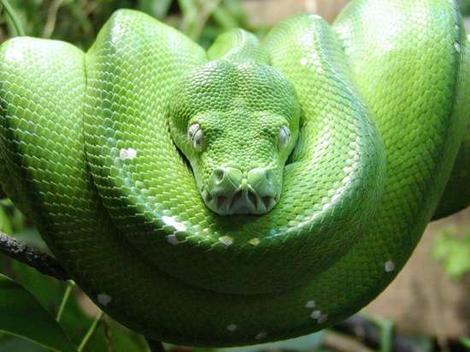 [python.jpg]