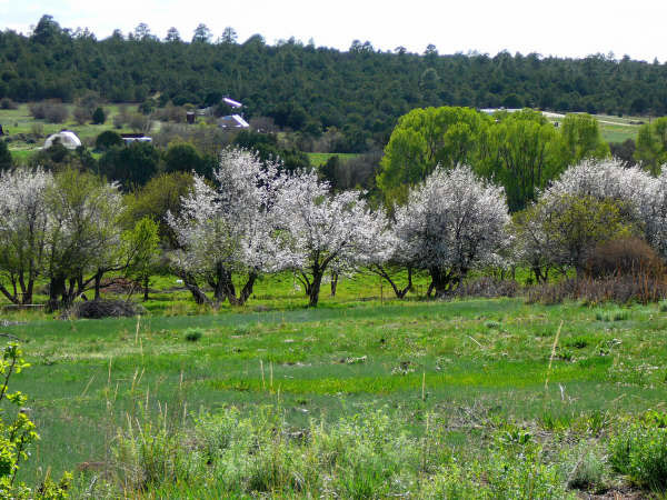 Orchard in Spring