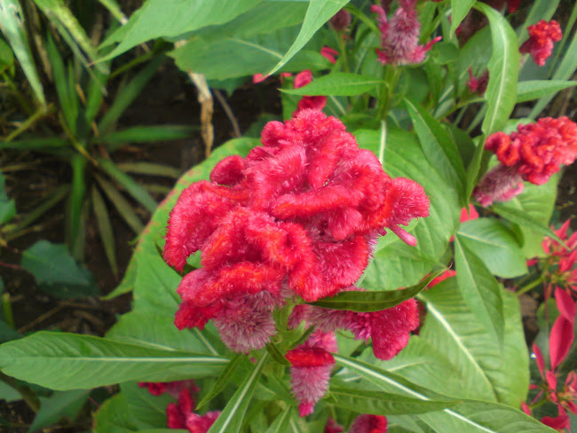 Como se llamará esta Flor!!!!!!